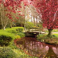 Buy canvas prints of red trees at kenchester herefordshire by paul ratcliffe