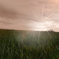 Buy canvas prints of wheat field by paul ratcliffe