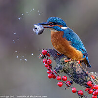 Buy canvas prints of Kingfisher with Catch by John Cummings