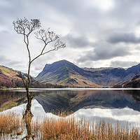 Buy canvas prints of The Tree at Buttermere by John Cummings