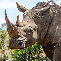 Buy canvas prints of White Rhinoceros, South Africa by John Cummings