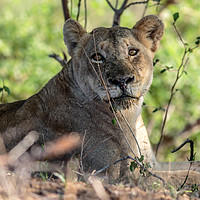 Buy canvas prints of Lion, South Africa by John Cummings