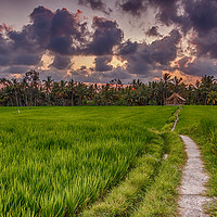 Buy canvas prints of Sunset over Rice Fields by John Cummings