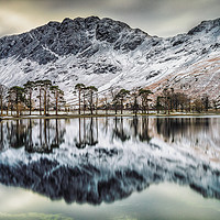 Buy canvas prints of The Buttermere Pines by John Cummings