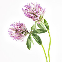 Buy canvas prints of Red Clover on a white background. by Paul Cullen