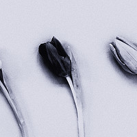 Buy canvas prints of Three Tulips mono on a textured background by Paul Cullen
