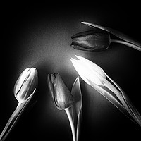 Buy canvas prints of Four Tulips - square and monochrome by Paul Cullen