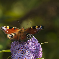 Buy canvas prints of Peacock Butterfly by Paul Cullen