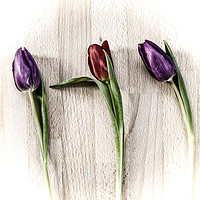 Buy canvas prints of Tulips on wooden board. by Paul Cullen