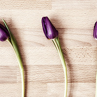 Buy canvas prints of Three Tulips - color by Paul Cullen
