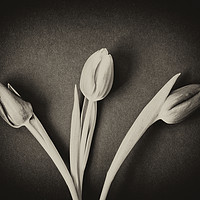 Buy canvas prints of Three Tulips - monochrome. by Paul Cullen