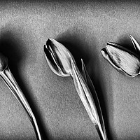Buy canvas prints of Three Tulips - monochrome by Paul Cullen