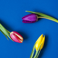 Buy canvas prints of Three Tulips circular - colour by Paul Cullen