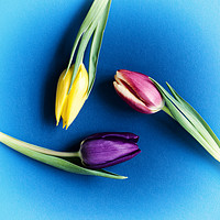 Buy canvas prints of Three Tulips circular - colour by Paul Cullen