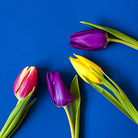 Buy canvas prints of Four Tulips - Vibrant colour - square by Paul Cullen