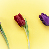 Buy canvas prints of Three Tulips on a yellow background by Paul Cullen