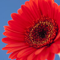 Buy canvas prints of Red Gerbera on Blue - Square. by Paul Cullen