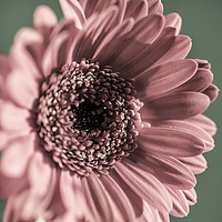 Buy canvas prints of Gerbera in tones of pink and green - Square format by Paul Cullen