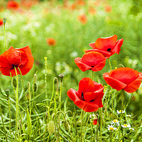 Buy canvas prints of Poppies. by Paul Cullen