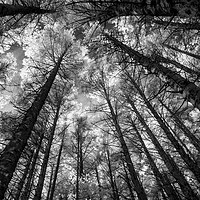 Buy canvas prints of Forest converging by Paul Cullen