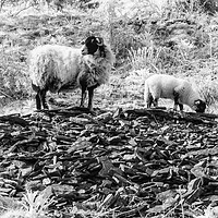 Buy canvas prints of Ewe and Lamb at Whinlatter Pass. by Paul Cullen