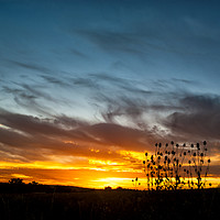 Buy canvas prints of Teasel Silhouette at Sunset. by Paul Cullen