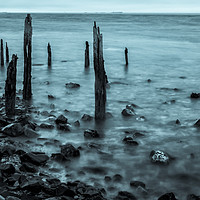 Buy canvas prints of Old posts at Lindisfarne in Cyan. by Paul Cullen