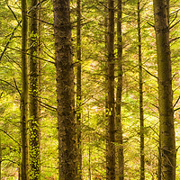 Buy canvas prints of Conifer woods by Paul Cullen