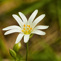 Buy canvas prints of Greater Stitchwort by Paul Cullen