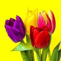 Buy canvas prints of Four Tulips by Paul Cullen
