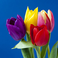 Buy canvas prints of Four coloured Tulips on a blue background. by Paul Cullen