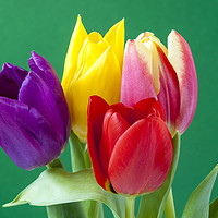 Buy canvas prints of Four coloured Tulips on a green background. by Paul Cullen