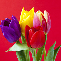 Buy canvas prints of Four coloured Tulips on a red background. by Paul Cullen