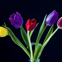 Buy canvas prints of Five colourful Tulips by Paul Cullen