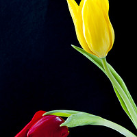 Buy canvas prints of Two colourful Tulip flower heads by Paul Cullen