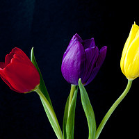 Buy canvas prints of Three colourful Tulips on Black by Paul Cullen
