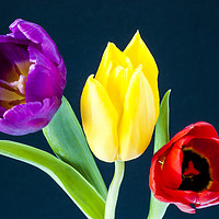 Buy canvas prints of Three colourful Tulips on dark blue background by Paul Cullen