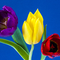 Buy canvas prints of Three colourful Tulips on blue background by Paul Cullen