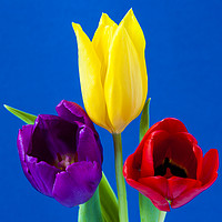Buy canvas prints of Three colourful Tulips on mottled blue background by Paul Cullen