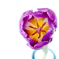 Buy canvas prints of Purple Tulip - from the top by Paul Cullen