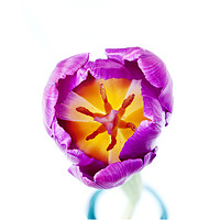 Buy canvas prints of Purple Tulip - from the top by Paul Cullen