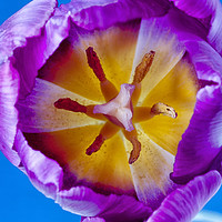 Buy canvas prints of Purple Tulip Detail by Paul Cullen