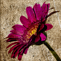 Buy canvas prints of Grungy Gerbera on stone by Paul Cullen