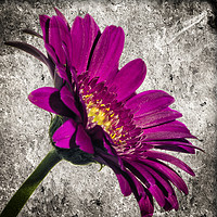 Buy canvas prints of Gerbera on grey stone background. by Paul Cullen