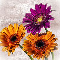 Buy canvas prints of Three Gerberas on an oil painted background by Paul Cullen