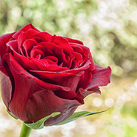 Buy canvas prints of Red Rose on a green diffuse background by Paul Cullen