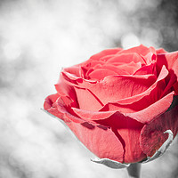 Buy canvas prints of Red Rose colour isolated. by Paul Cullen