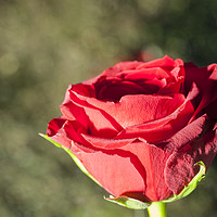 Buy canvas prints of Red rose with contrasting green background. by Paul Cullen
