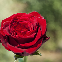 Buy canvas prints of Red Rose on a green diffuse background by Paul Cullen