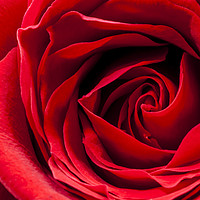 Buy canvas prints of Red Rose Close-up by Paul Cullen